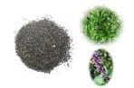 Divesh Store Tulsi Beej 100 Grm - Tulsi Bij - Basil Seed - Ocimum Sanctum - Ocimum Tenuiflorum - Tulsi seeds Beej - Fast UK Delivery - Image 2