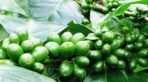 Baarbara Coffee | Black Coffee (Pack of 3) | Premium Filter Coffee Bean Powder | Premium Grade 'A' Quality | From Chikmagalur Farms Since 1896 | - Fast Shipping to USA & Canada - Image 7