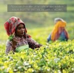 Octavius Classic Assam Black Tea 100 Tb Pack Of 3, Bags, 600 Gram - Fast UK Delivery - Image 3