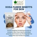 Bliss of Earth Paneer Doda (Indian Rennet) Paneer Phool for Diabetes, Withania Coagulans Ayurveda Herb Good for Health 400GM - Fast UK Delivery - Image 6
