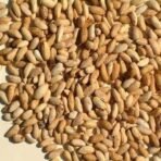 Divesh Store Neem Seed 250 Grm - Neem Beej - Azadirachta Indica - Vepa Ginialu - Nimboli - Beej Neem Dried Herb - - Image 4