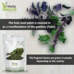 Holy Natural Tulsi Leaves 200 Gm | Queen of Herbs | Dried Tulsi Leaves, Dried Tulsi Buds | Tulsi leaves also called Holy Basil (Ocimum tenuiflorum), tulasi, and Indian Basil - Image 4