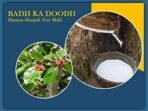 Basic Ayurveda Badh Ka Doodh (Dudh) 50 Gram | Banyan (Bargad) Tree Milk-Powder - Fast UK Delivery - Image 6