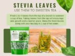 Bliss of Earth Organic Stevia Leaves Dried, Natural & Sugarfree, Best Taste, 100GM - Fast UK Delivery - Image 6