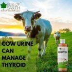 Bliss of Earth Gomutra Desi Cow Urine Original, Gomutra ARK Distilled For Drinking, Plants & Pooja 400ml - Fast UK Delivery - Image 6