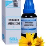 SBL Hydrangea Arborescens Mother Tincture Q 30ml - Set of 1 Bottle - Fast UK Delivery