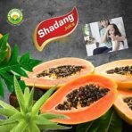 Basic Ayurveda Natural 100% Organic Herbal Juice | All types of health problems | Ayurvedic Juice Good For Health | (Basic Ayurveda Shadang Juice 500ml) - Fast UK Delivery - Image 4