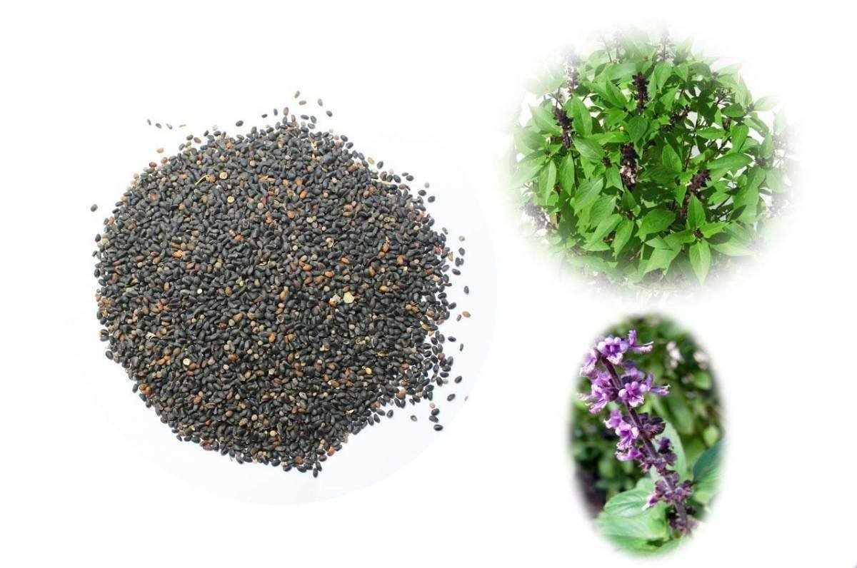 uk71AVY8XzIfL-1.jpg Divesh Store Tulsi Beej 100 Grm - Tulsi Bij - Basil Seed - Ocimum Sanctum - Ocimum Tenuiflorum - Tulsi seeds Beej - Fast UK Delivery - Image 1