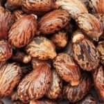 Divesh Store Arandi Ke Beej, Seed 100 Grm - Arandi - Castor Seed - Ricinus Communis - Aamudamu - Erandela - Amanakkuenney - Avanakkenna - Rerira - Fast UK Delivery