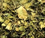 Divesh Store Gudmar - 100Grm - Gymncma Sylvestra - Meshashringi - Vishani - Madhunashini - Gurmar - Merasingi Dried Leaves - Gur Mar - Gud Mar - Fast UK Delivery
