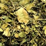 Divesh Store Gudmar - 100Grm - Gymncma Sylvestra - Meshashringi - Vishani - Madhunashini - Gurmar - Merasingi Dried Leaves - Gur Mar - Gud Mar - Fast UK Delivery
