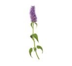 Mystique Hills Agastache rugosus Powder (100 g) - Image 3
