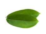 BourNeel's Soursop 160+ Green Fresh Leaves, Natural and Organic Fresh Leaves from Our own Farms for Healthy Soursop Tea - Fast UK Delivery - Image 5