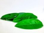 BourNeel's Soursop 160+ Green Fresh Leaves, Natural and Organic Fresh Leaves from Our own Farms for Healthy Soursop Tea - Fast UK Delivery - Image 4