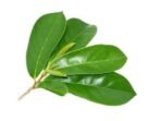 BourNeel's Soursop 160+ Green Fresh Leaves, Natural and Organic Fresh Leaves from Our own Farms for Healthy Soursop Tea - Fast UK Delivery - Image 3