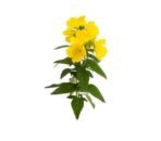 Mystique Hills Evening Primrose Powder (100 g) - Image 3