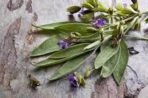 Mystique Hills - Organic Living Premium Dried Sage Leaf Rolls for Cleansing and Purifying Home and Office (100 g) - Image 5
