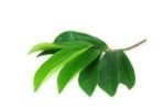 BourNeel's Soursop 160+ Green Fresh Leaves, Natural and Organic Fresh Leaves from Our own Farms for Healthy Soursop Tea - Fast UK Delivery - Image 6