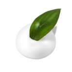 FASHION COLOUR Green Tea Foaming Face Wash | With Built-in Face Brush | Fights Dark Spots & Controls Oil | All Skin Types | Deep Cleansing | 150ml - Fast UK Delivery - Image 5