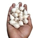 R R AGRO FOODS Single Clove Garlic 500 Gm (Single Piece Garlic/Fresh Garlic/One Kuli Lehsun/Ek Pothi Lahsun/Garlic) Pack Of 1 - Fast UK Delivery - Image 3