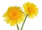 Mystique Hills - Organic Living Dandelion Flower Herbal Tea (100 g) - Fast UK Delivery - Image 3