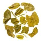 Gopaldhara Darjeeling Fresh Mellow Green Gold Tea 300g Value Pack - From The Gopaldhara Tea Estate Highest Elevation 7000 Feet - Fast UK Delivery - Image 5