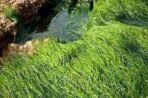 Mystique Hills Organic Sun Dried spirulina Powder 250 g - Image 5