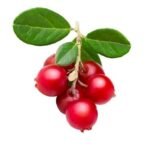 Mystique Hills Bearberry fruit powder (50 g) - Image 3