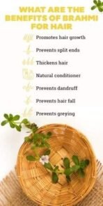 Organic Bites Brahmi and Bhringraj Powde, Eclipta Alba, Bacopa Monnieri for Hair, Skin, Eating (Bramini, Brahmi, Bhrami, Bharmi, Bringraj, Bringaraja) - 50 gm each (Total - 100 gm) - Image 5