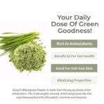 Ecotyl Wheatgrass Powder | Superfood | For Immune Health | 100g - Fast UK Delivery - Image 3
