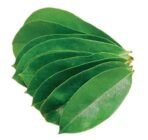 BourNeel's Soursop 160+ Green Fresh Leaves, Natural and Organic Fresh Leaves from Our own Farms for Healthy Soursop Tea - Fast UK Delivery