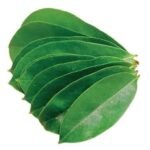 BourNeel's Soursop 160+ Green Fresh Leaves, Natural and Organic Fresh Leaves from Our own Farms for Healthy Soursop Tea - Fast UK Delivery