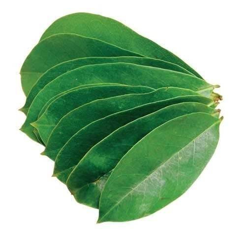 uk41p-xdTSvhL-1-1.jpg BourNeel's Soursop 160+ Green Fresh Leaves, Natural and Organic Fresh Leaves from Our own Farms for Healthy Soursop Tea - Fast UK Delivery - Image 1