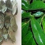 BourNeel's Soursop Combo Pack of Soursop Leaves (50 Fresh Green Leaves + 50 Dry Leaves) |Fresh Leaves from Our own Farms | Graviola Laxman Phal |Soursop Kadha Tea | - Fast UK Delivery