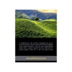 Golden Tips Summer Exotica Second Flush Darjeeling Black Tea (8.81oz - 250 gm - 125 Cups) - Fast UK Delivery - Image 5