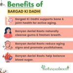 IndianJadiBooti Bargad Ki Dadhi-Bar Ki Dari-Badh Ki Dadhi-Banyan Aerial Roots, 250 Grams - Image 4