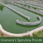 Grenera Spirulina Powder, Rich in Protein, Vitamins, Minerals, Gluten Free, Vegan, Non GMO, 100 grams - Fast UK Delivery - Image 4