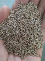 Organo Nutri Cumin Seeds | Machine Clean Jeera (250 g) | sabut jeera - Fast UK Delivery - Image 3