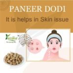 YUVIKA Paneer Dodi Powder - Paneer Doda Powder - Withania Coagulans (100 Grams) - Fast UK Delivery - Image 6