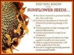 OrganoNutri Roasted Sunflower Seeds | Salted | Premium Roast | 900g - Fast UK Delivery - Image 6