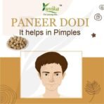 YUVIKA Paneer Dodi - Paneer Ke Phool - Withania Coagulan 250 Grams Pack of 2 Boxes - Fast UK Delivery - Image 6