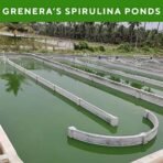 Grenera Spirulina Capsules, 90 Vegetarian Capsules, 1000 mg Supplement for Weight loss and Immunity Booster, Nutrient Dense Superfood - Fast UK Delivery - Image 7