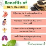 IndianJadiBooti Beej Tulsi - Tulsi Manjari - Krishna Tulsi Seed For Eating And Weightloss - Shyama Tulsi Seeds (Edible) - Krishna Basil Seeds - Kali Tulsi Beej - Tukhme Rehan - Ocimum Sanctum,100 Gram - Image 4