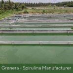 Grenera Spirulina Powder, Rich in Protein, Vitamins, Minerals, Gluten Free, Vegan, Non GMO, 100 grams - Fast UK Delivery - Image 6