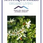 Mystique Hills Harsingar Leaves Herbal Tea,Parijat 200 g - Fast UK Delivery