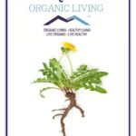 Mystique Hills Organic Himalayan Raw Dandelion Root Tea Powder 50 g - Fast UK Delivery
