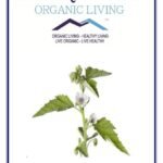 Mystique Hills Organic Marshmallow Root Powder 50 g