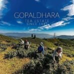Gopaldhara Darjeeling Summer Honey Oolong 50 grams Paper box - (Royal Series) FTGFOP1 Bug Bitten Second Flush Black Tea directly from the Highest Elevation 7000 Feet - Fast UK Delivery - Image 6