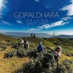 Gopaldhara Darjeeling Fresh Mellow Green Gold Tea 300g Value Pack - From The Gopaldhara Tea Estate Highest Elevation 7000 Feet - Fast UK Delivery - Image 7