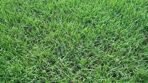 Mystique Hills Organic Bermuda Grass Powder, 200 g - Image 3